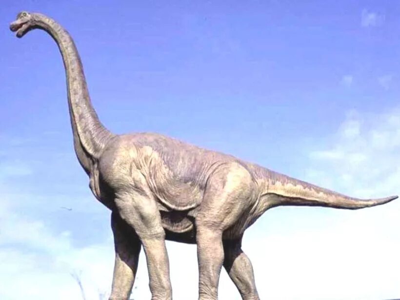 Длинношеий динозавр. Брахиозавр. Брахиозавр динозавр. Гигантский Брахиозавр. Травоядный Брахиозавр.