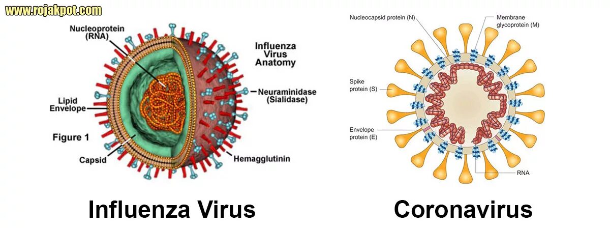 Коронавирус строение вируса. Коронавирус строение Covid 19. Структура коронавируса 19. Коронавирус вирус строение рисунок. Коронавирус со