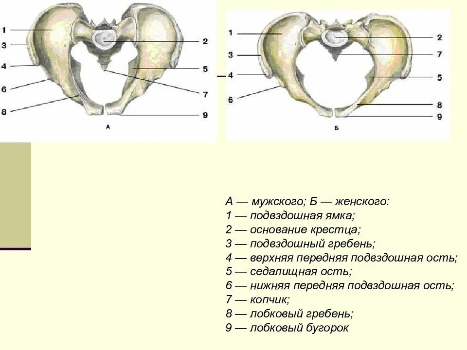 Передний верхний край. Подвздошная кость гребень кости. Гребень лобковой кости анатомия. Лобковый гребень лобковой кости. Тазовая кость подвздошная ямка.