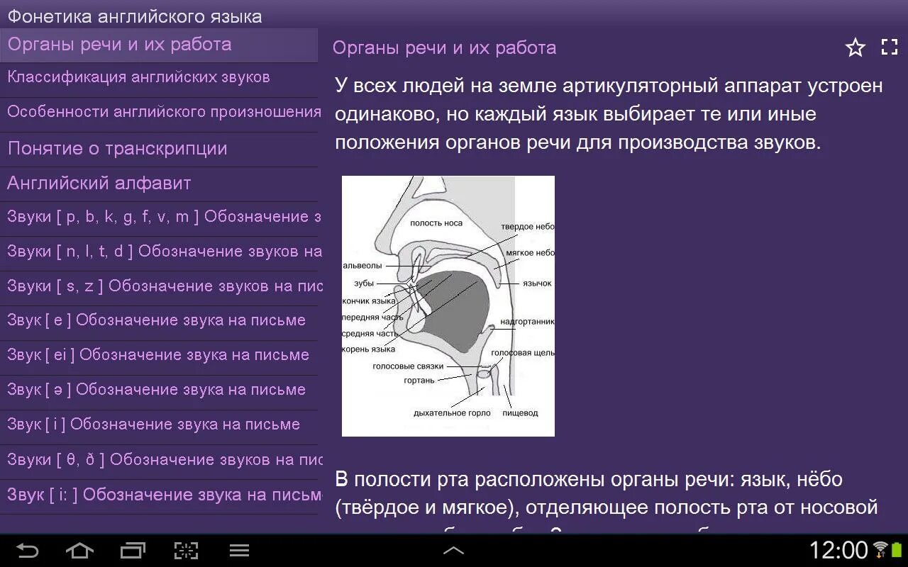 Голосовой англо. Английский язык. Фонетика. Фонетика британского английского языка. Фонетика английского языка положение языка. Положение языка английские звуки.