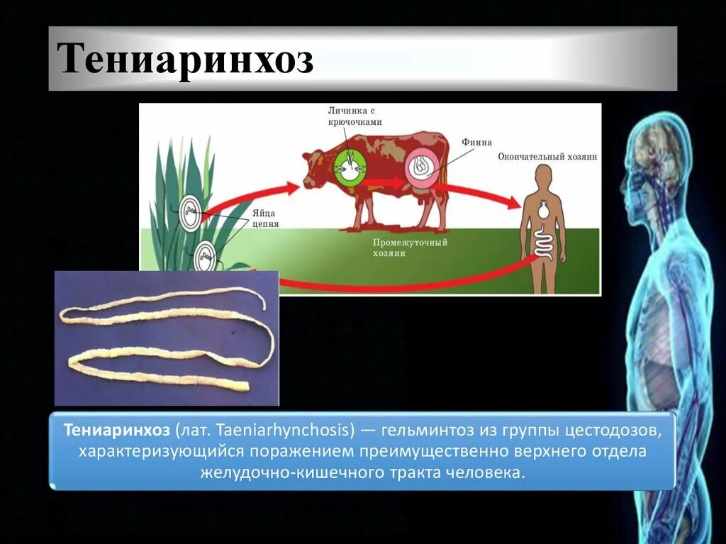 Симптомы цепня у человека. Тениаринхоз окончательный хозяин. Тениаринхоз бычий цепень. Бычий цепень механизм передачи.