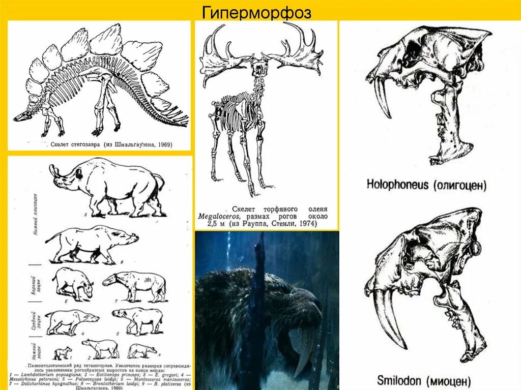 Примеры макроэволюционных изменений. Гиперморфоз. теломорфоз и гиперморфоз. примеры гиперморфоза. гипоморфоз регенерация.