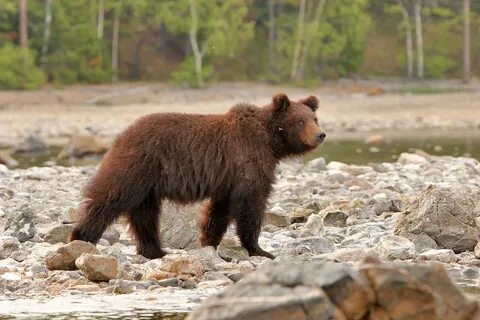 Медведи охраняли плантацию