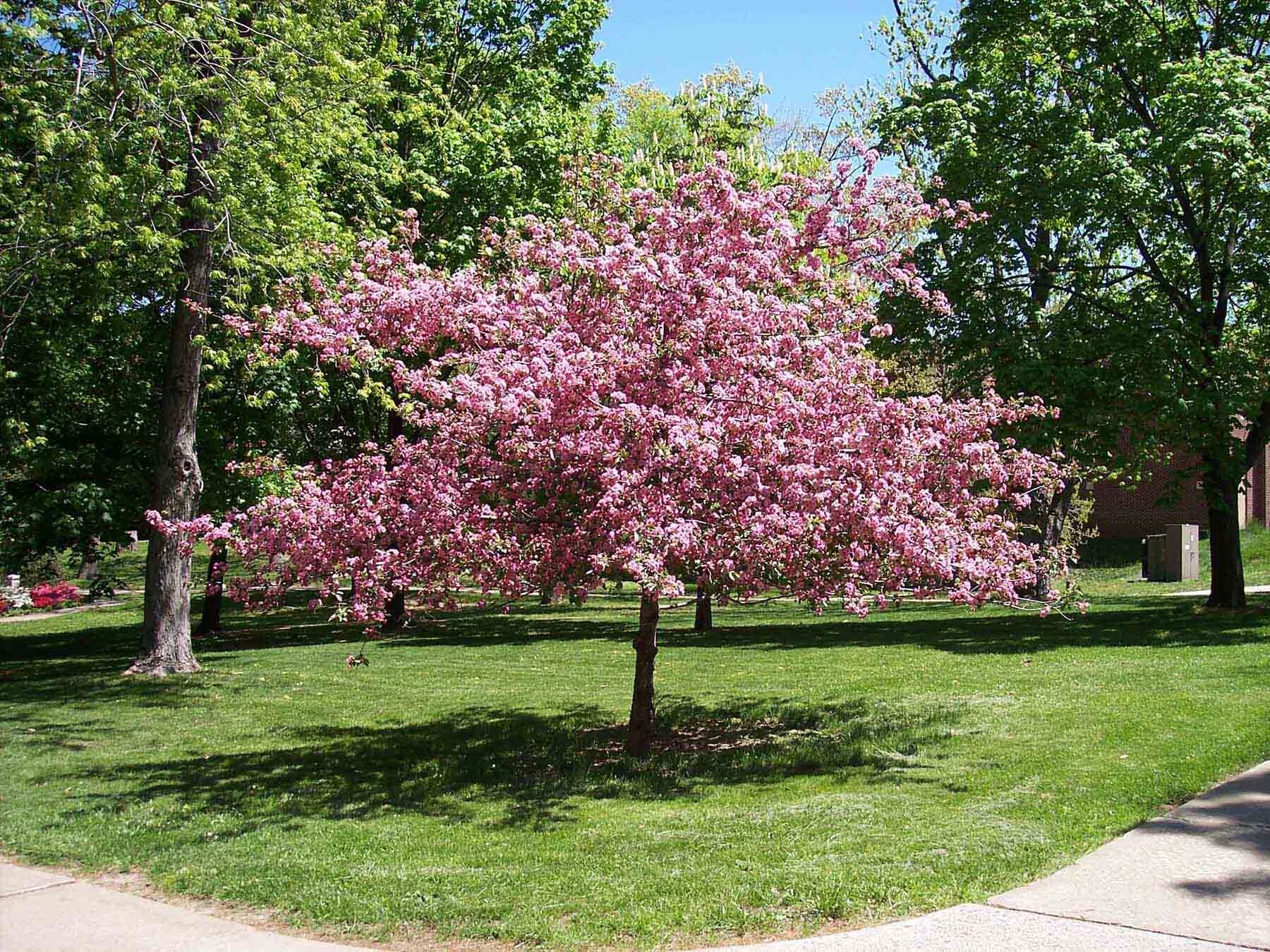 вишня жуковская дерево. вишня дерево цветет. сакура черри блоссом дерево. цветущая вишня. сады деревья вишни.