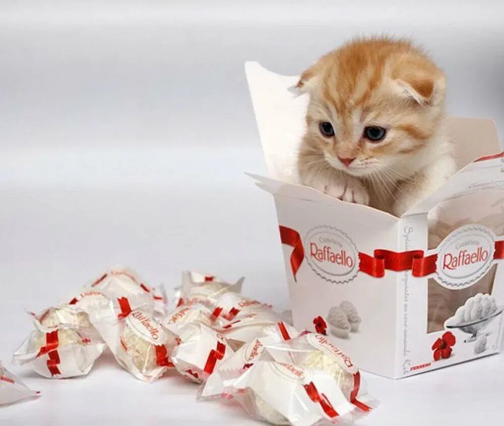 Сюрприз рыжий. Кот с конфетами. Котенок с конфетой. Котенок с подарком. Кот с Рафаэлло.