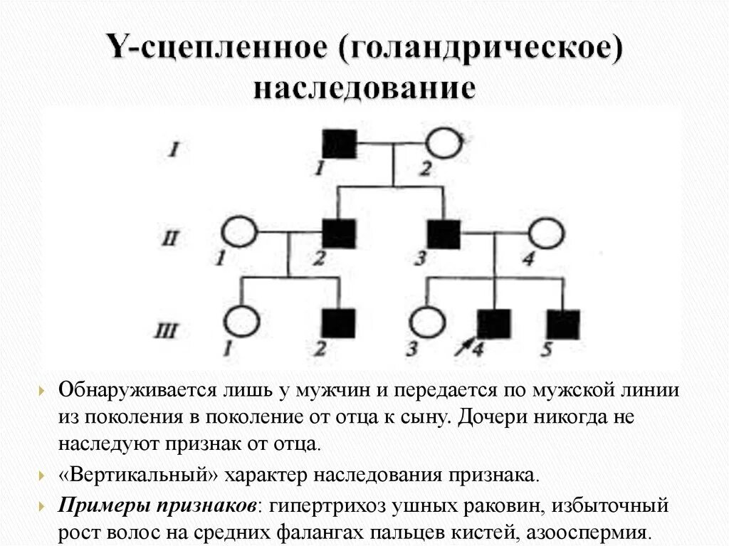 Родословная с митохондриальным типом наследования. Y-cцепленный (голандрический) Тип наследования. Голандрический Тип наследования родословная. Родословная с у сцепленным типом наследования.