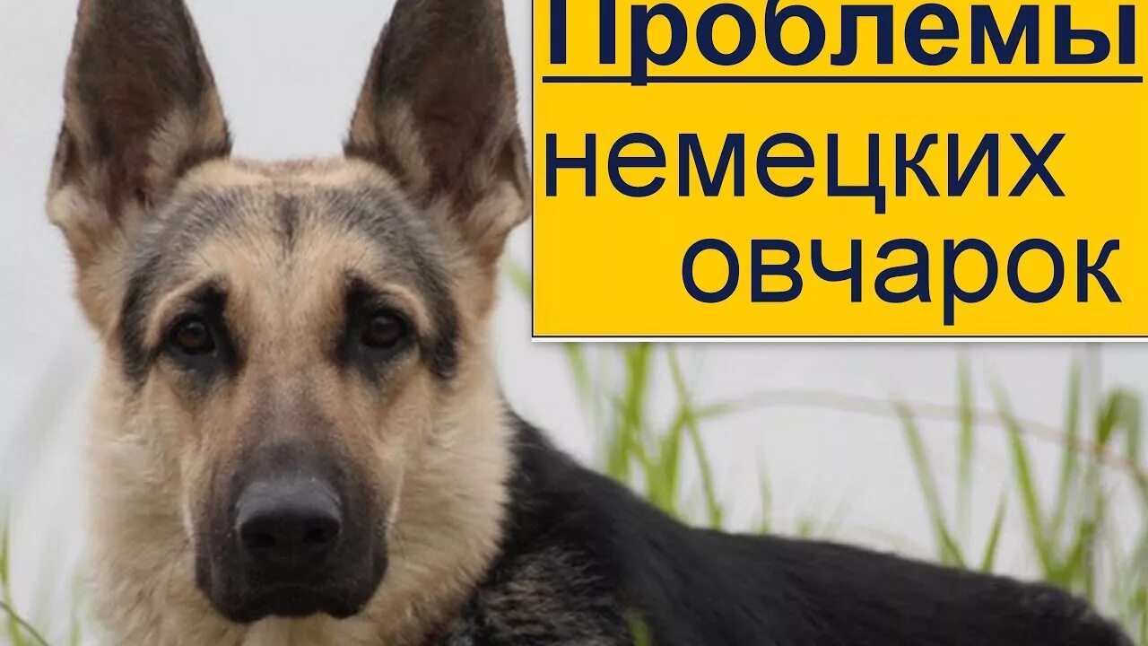 Проблемы овчарок. Немецкая овчарка. немецкая овчарка фото. проблемы немецких овчарок. минусы немецкой овчарки.