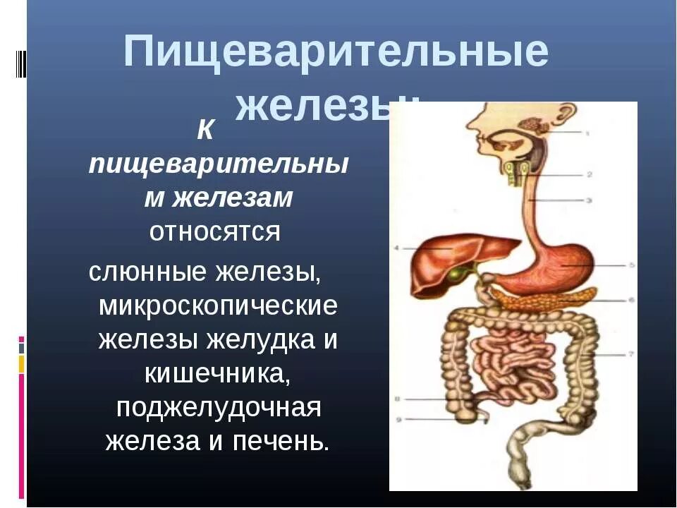Пищеварительные железы: печень, поджелудочная, кишечные.. Функции органов пищеварительной железы. Строение пищеварительных желез человека. Пищеварительная система поджелудочная железа.