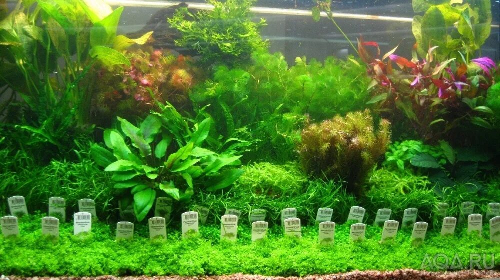 Кустовые аквариумные растения. Хемиантус монте карло. Высадка растений в аквариум. Во что сажать растения в аквариуме. Посадить в аквариум 12 видов.