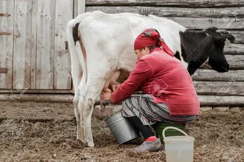 A woman in a red headscarf milks a black and white cow on a farm in a Siber...