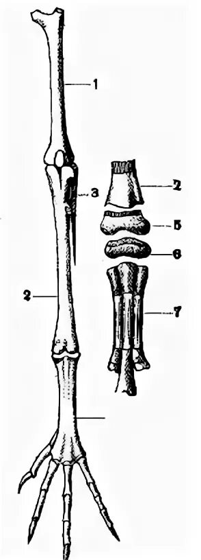 Малая берцовая кость у птиц. Задние конечности птиц. Кости задних конечностей птицы. Скелет задних конечностей.