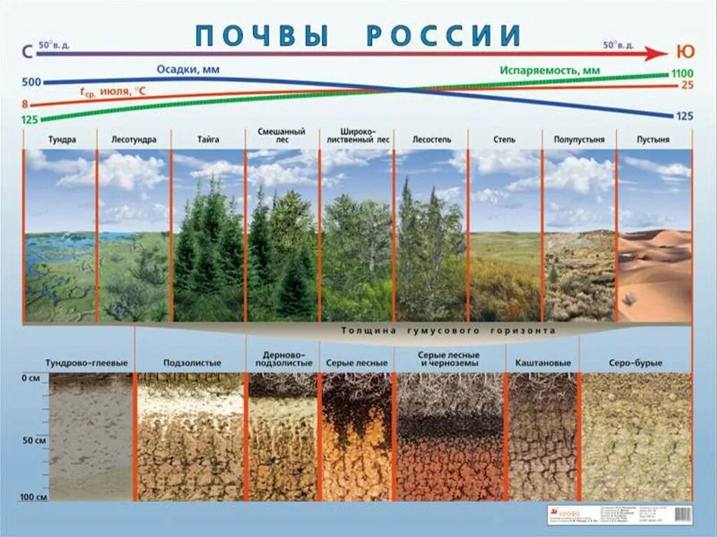 Соотнесите природные зоны и характерный тип почвы. Дерново-подзолистые почвы на карте. Типы почв распространенные в России. Основание типы почв. Типы почв в России подзолистые.