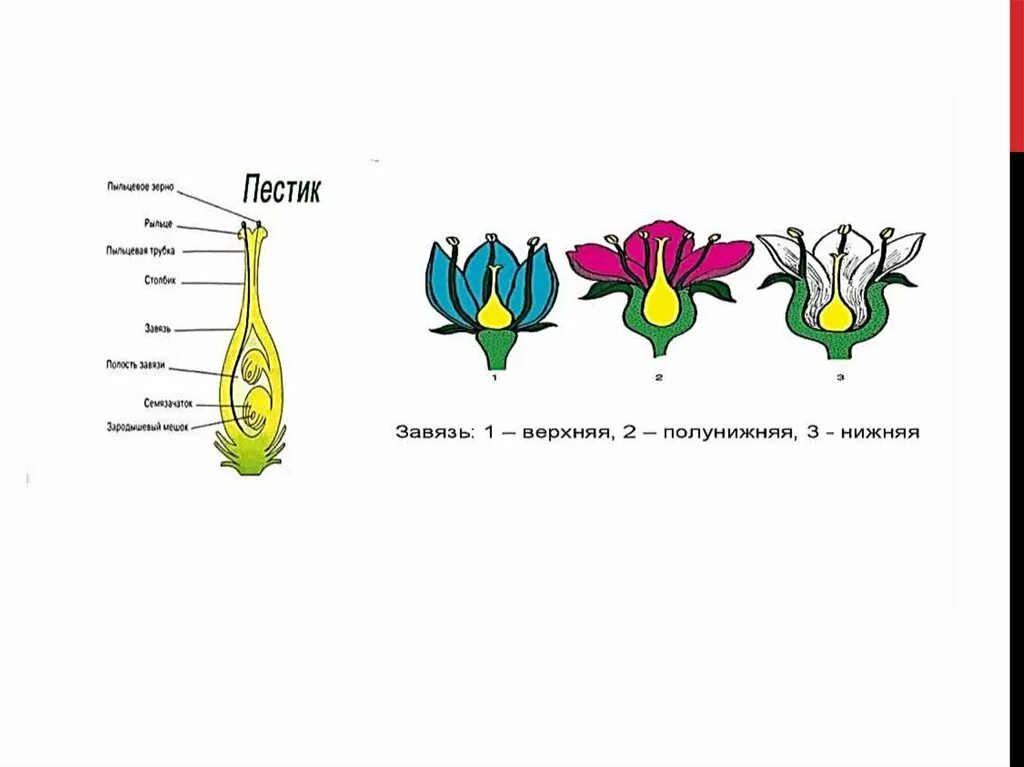 Функция пестика у цветка. Строение завязи пестика. Строение завязи пестика цветка. Строение пестика цветка. Схема строения пестика.