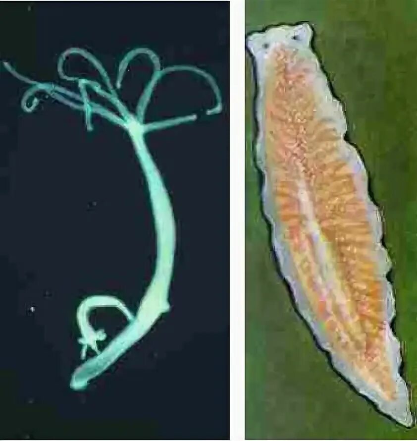 Простейшие кишечнополостные черви. Кишечнополостные черви. Круглые черви Кишечнополостные.