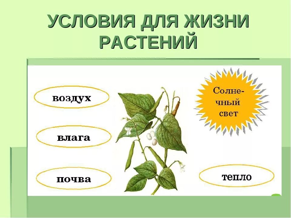 Жизнь растений в 6. Условия жизни растений. Условия жизни растений схема. Условия для растений. Условия которые необходимы для жизни растений.