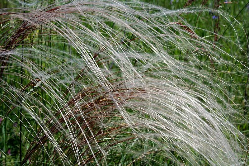 Соответствующее название ковыля. Ковыль перистый. Ковыль красивейший (Stipa pulcherrima). Ковыль Граффа.