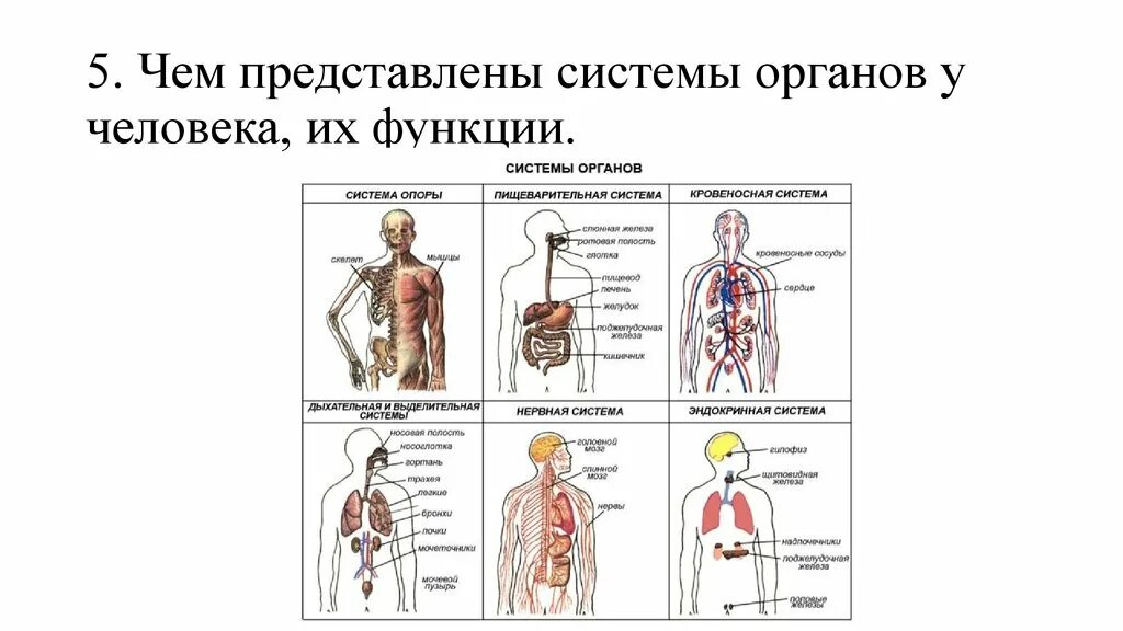Строение человека система органов