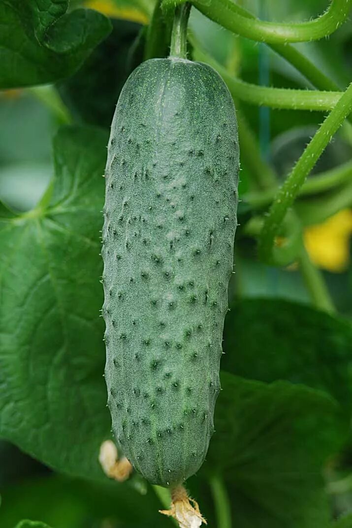 огурец маринда f1 корнишон. семена огурец меренга f1. огурец меренга f1. меренга f1. огурец мурашка.