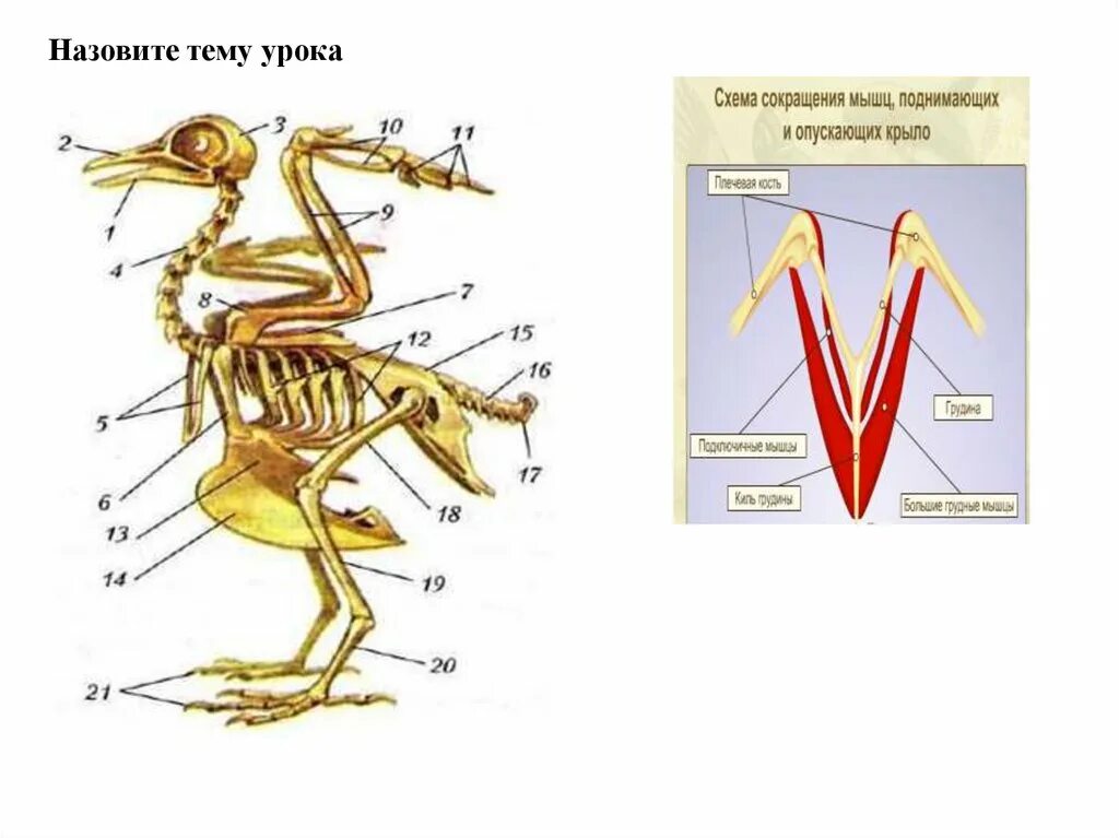 Опорная система птиц. Опорно двигательная система птиц 7 класс биология. опорно двигательная система птиц мускулатура. опронодвигательная система птиц. опорно-двигательная система п.