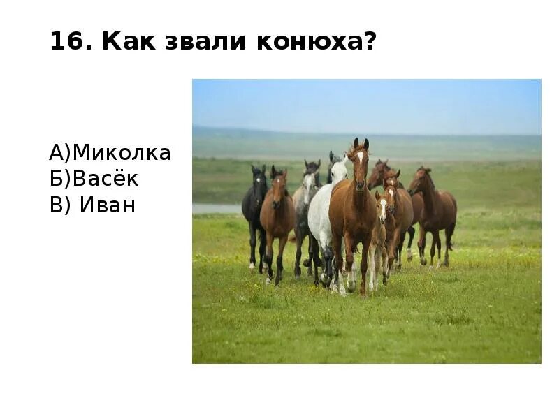 Тест по рассказу о чем плачут лошади. Как звали конюха?. Абрамов о чем плачут лошади. Тест по о чём плачут лошади. Как звали конюха в Абрамов.