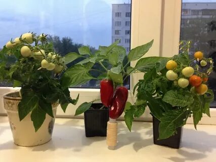 Семена овощей для подоконника