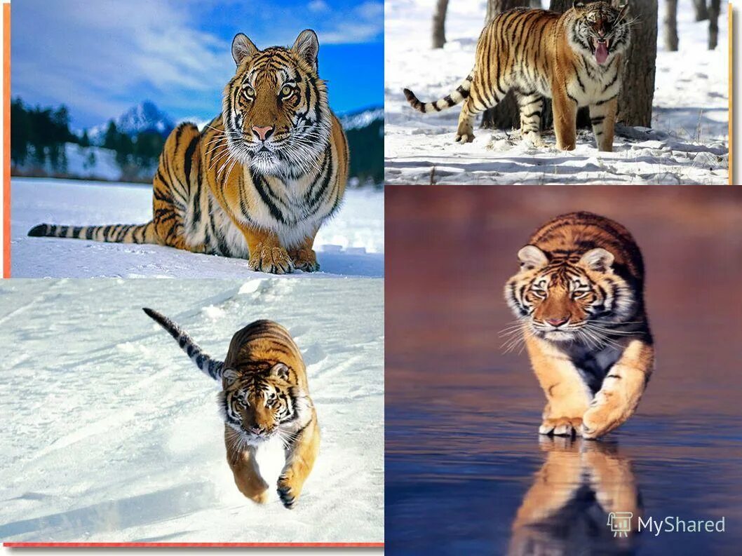 амурскийтигр занесение в красснуб книгу. рассказ о амурском тигре. амурский тигр проект 3 класс. сообщение амурский тигр 4 класс красная книга россии. рассказ о животном из красной книги амурский тигр.