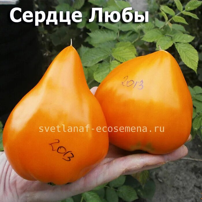 Томат лискин нос. Томат сердце любы. Сердце любы. Томат сердце любы описание. Томат сердце луиджи.