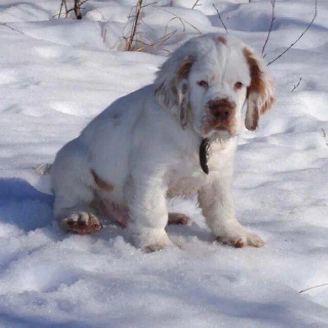 Clumber Spaniel Puppies - Petsyclopedia News E66