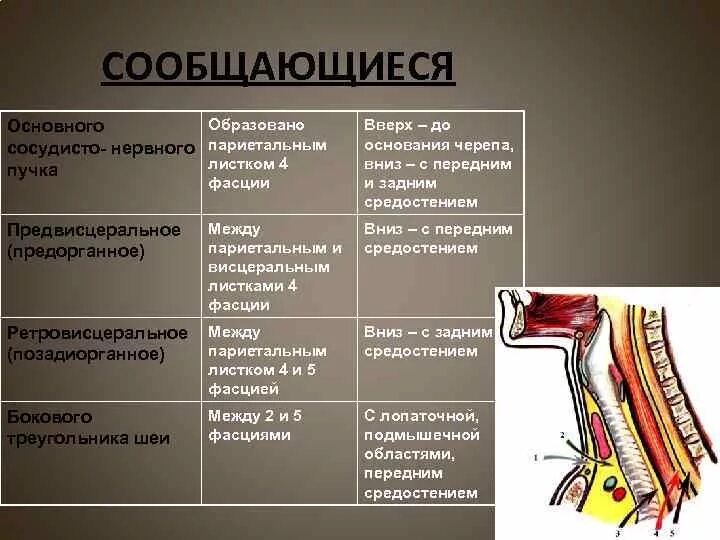 Что такое сосудистые пучки какую функцию они