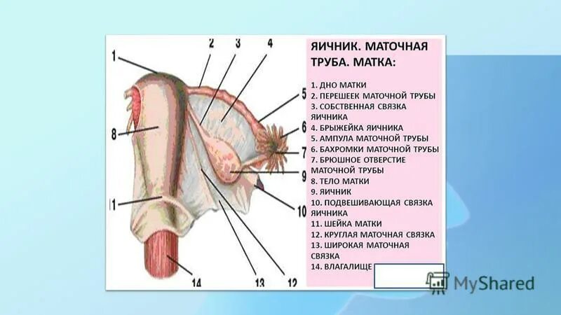 Брыжейка яичника