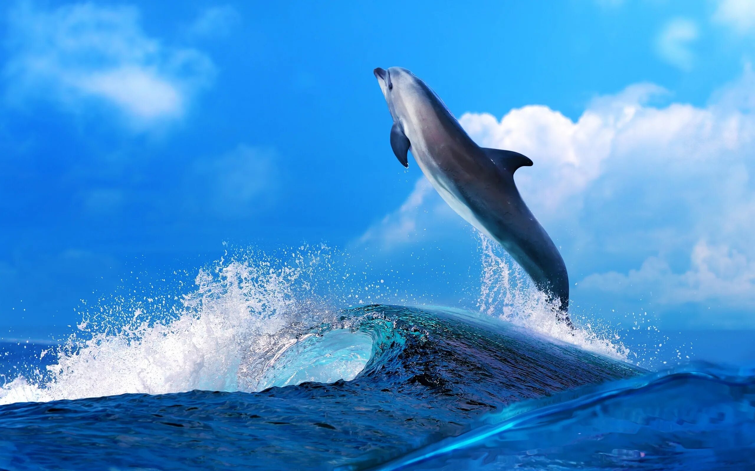 Картинка на большой экран. Картинки на рабочий стол дельфины. Дельфин в море. Дельфины в океане. Фото дельфинов красивые в море.