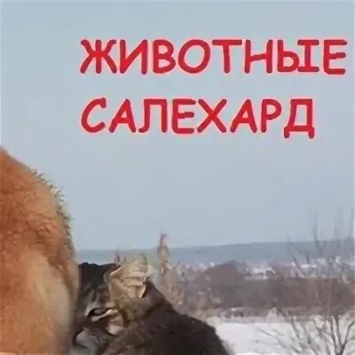 Салехард животный. Животные Салехарда.