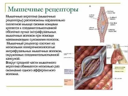 Сухожильные рецепторы являются