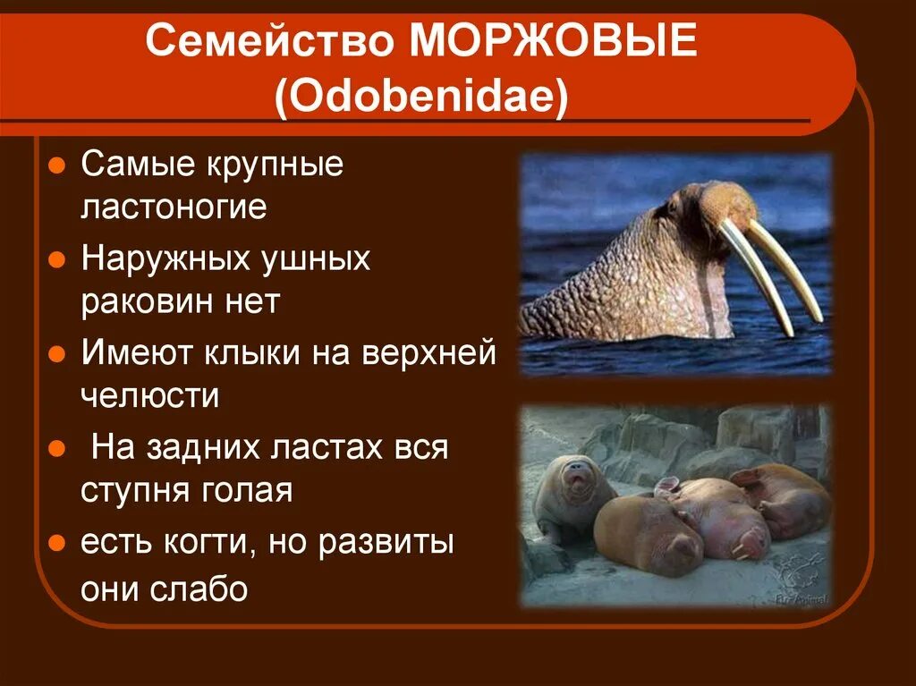 Ластоногие хоботные. Отряд ластоногие семейство моржовые. отряды млекопитающих ластоногие. характерные признаки отряда ластоногие. плацентарный отряд ластоногие.