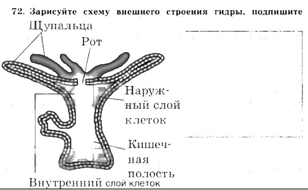 Схема внешнего строения. Схема внешнего строения гидры. строение тела гидры. зарисуйте схему внешнего строения гидры. таблица по биологии строение гидры.