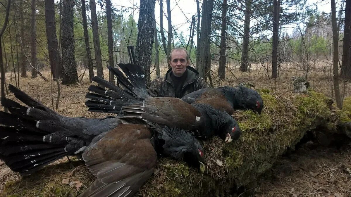 Глухарь птица размеры. Огромный глухарь. Самого большого глухаря. Огромный глухарь. Самого большого глухаря.