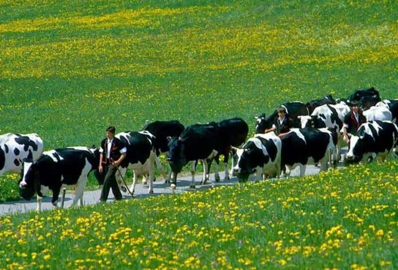 Коровы на пастбище. Пасти коров. Пастбищ для сельскохозяйственных животных. Стадо коров.