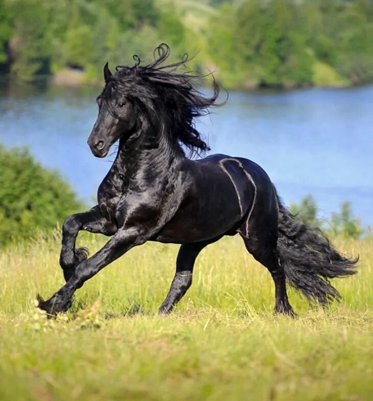 Фризская Вороная. Friesian порода лошадей-. Буцефал порода лошадей. Фризская Аппалуза. Про черного коня