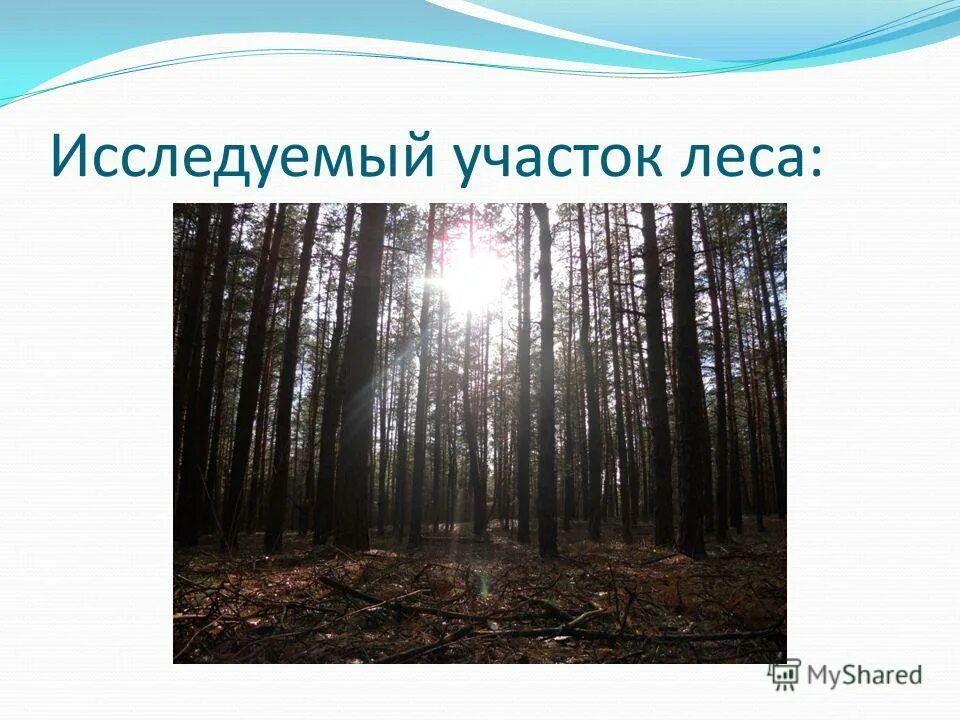 влияние рекреационных нагрузок на подрост и подлесок краткое. никем не исследованный участок. никем не исследованный участок. изучает параметры. никем не исследованный участок.