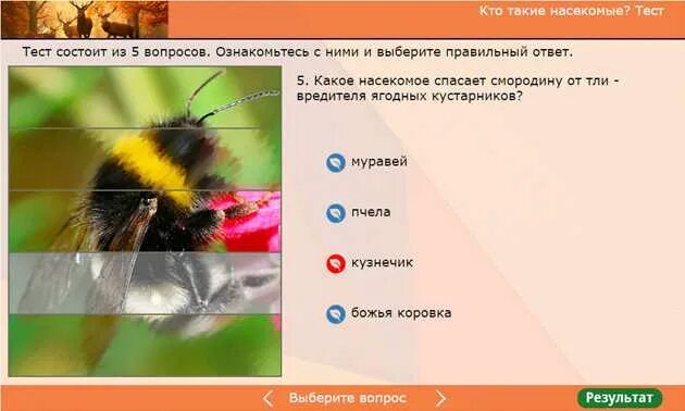 Класс насекомые контрольная работа. Тест насекомые. кто такие насекомые тест. задания тест насекомые. тест насекомые 1 класс окружающий мир.