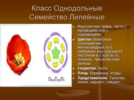 Семейства класса однодольные