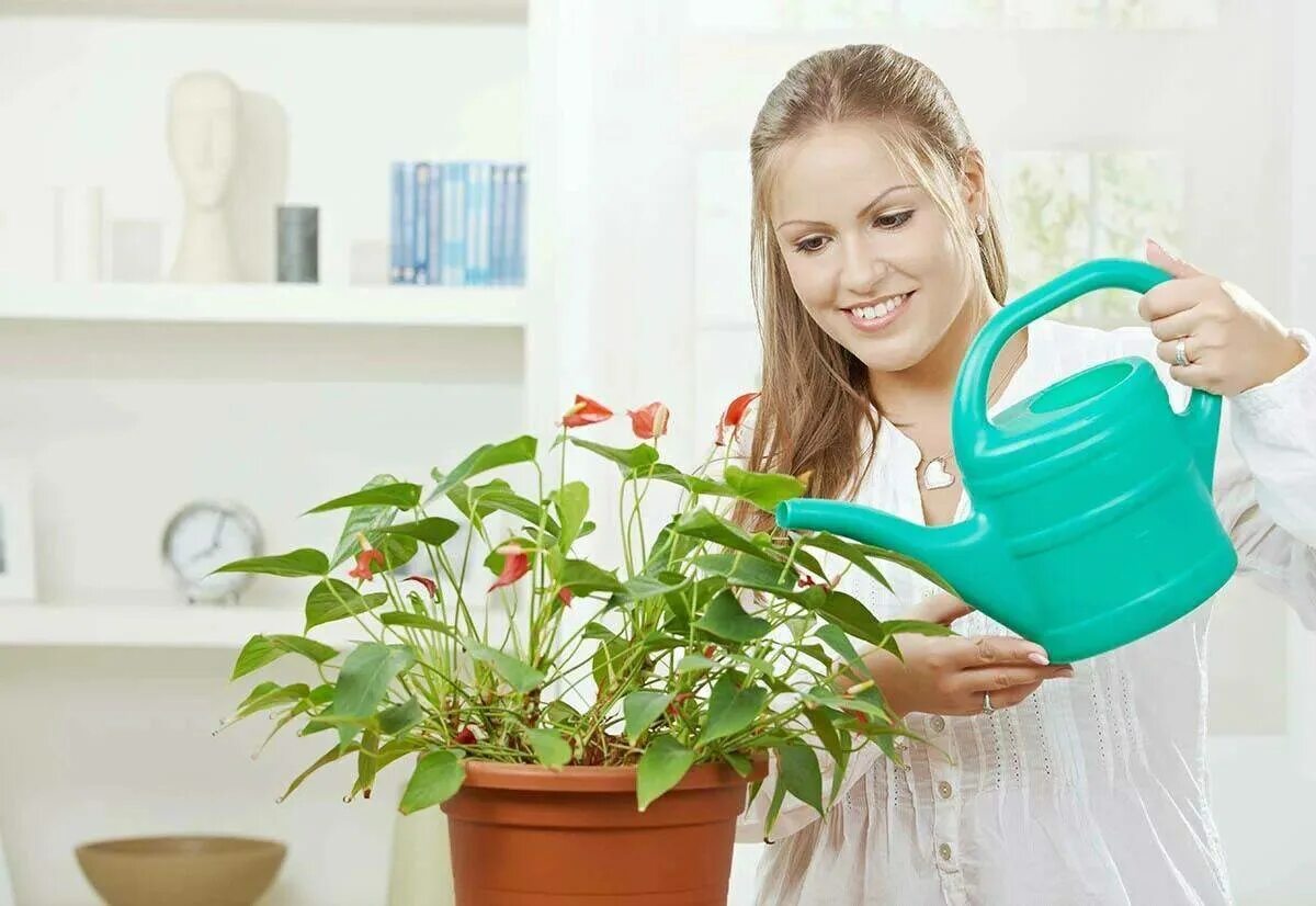 Комнатные растения и уход за ними. Полив комнатных растений. Поливать цветы. Комнатные цветы полив. Ухаживание за растениями.