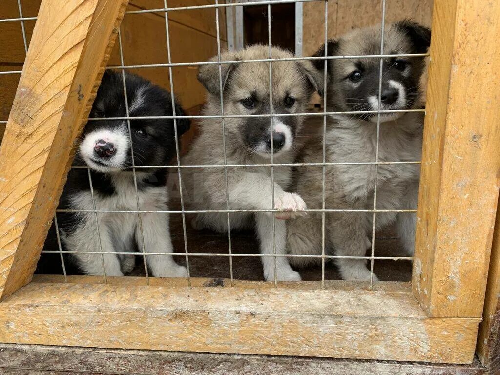 Приют маленьких собак. Маленькие щенята приюте. Приют для собак маленьких пород. Приюты. Для. Маленьких породистых. Собак. Приют для собак спб щенки