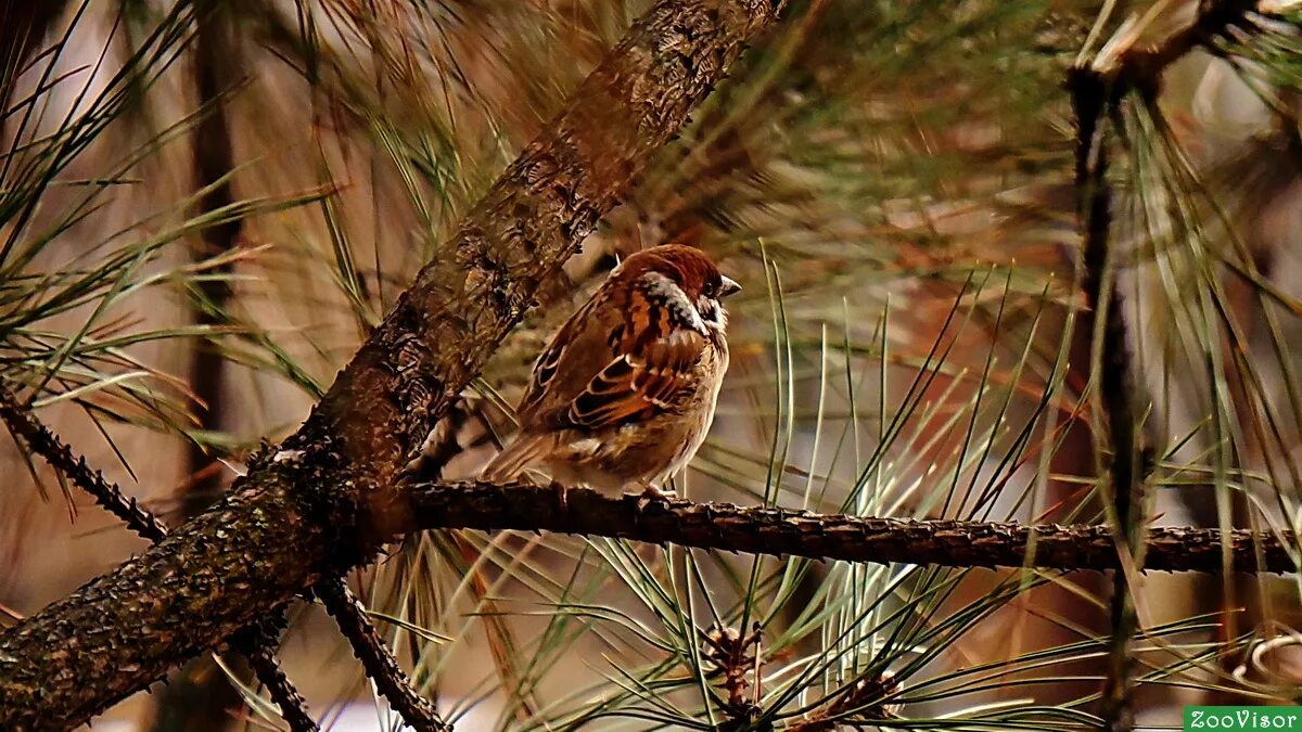 Птицы в лесу. Воробей на елке. Воробей полевой птица. Новогодние воробушки. Птички на елку.