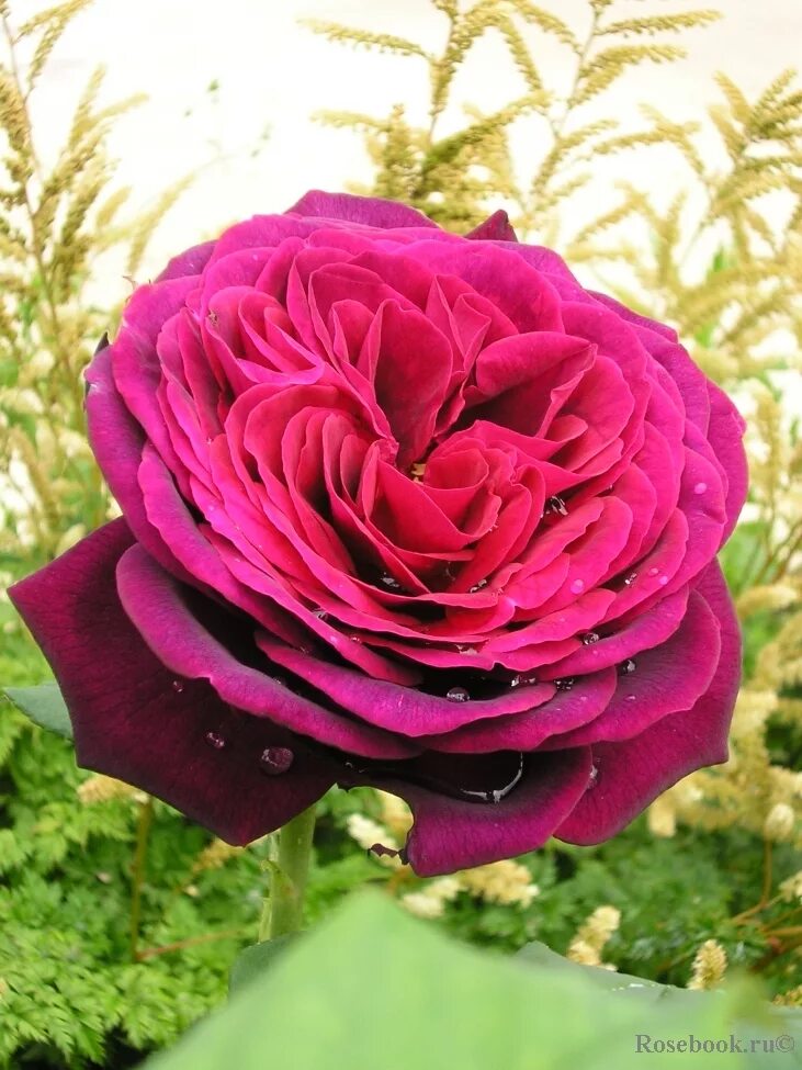 астрид графиня харденберг роза. роза графиня астрид фон харденберг. роза шраб графиня харденберг. Von hardenberg. Rosa (роза) astrid grafin von hardenberg c5.