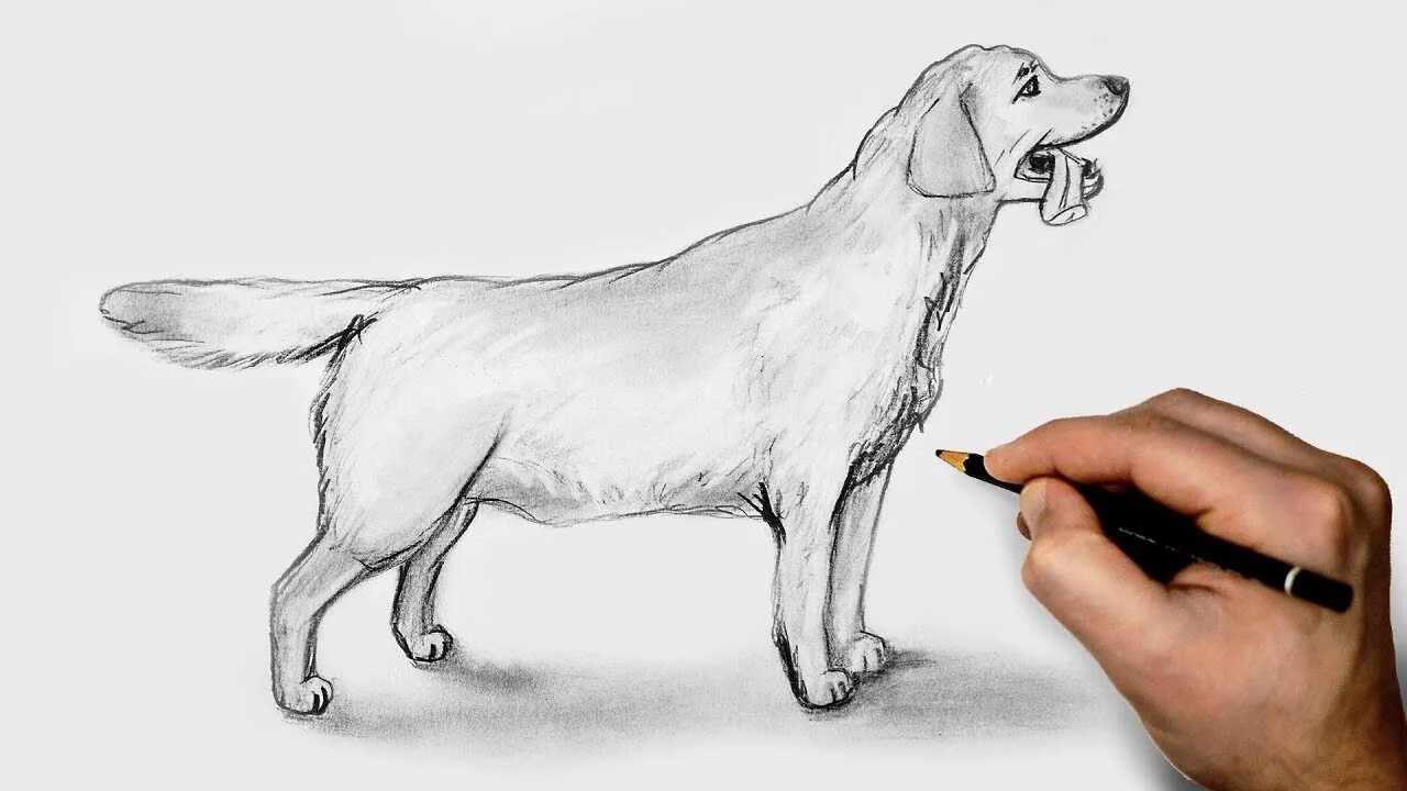 Собака рисунок. Собака рисунок карандашом. Картинки собак карандашом. Рисунок собаки для срисовки.