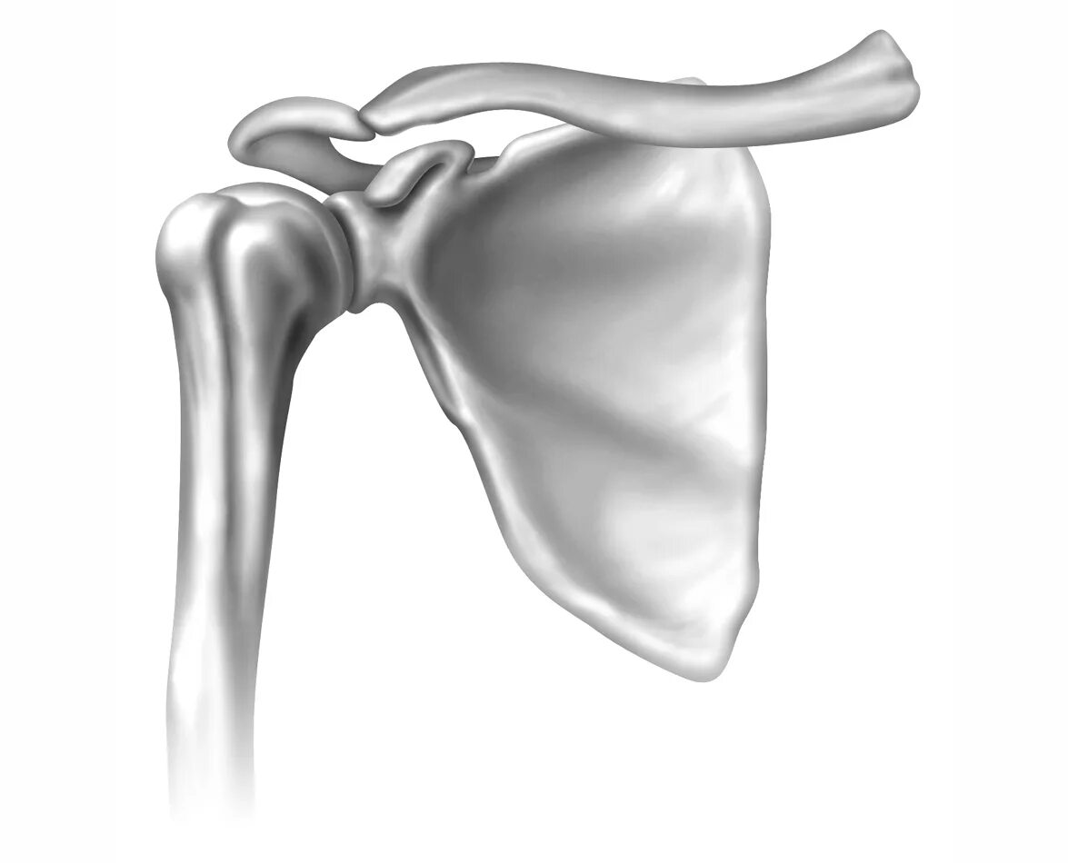 Соединения костей плечевого пояса. Анатомия плечевого сустава кости. Плечевой сустав и ключица анатомия. Анатомия кости ключица и лопатка. Анатомия лопатки и плечевого сустава.