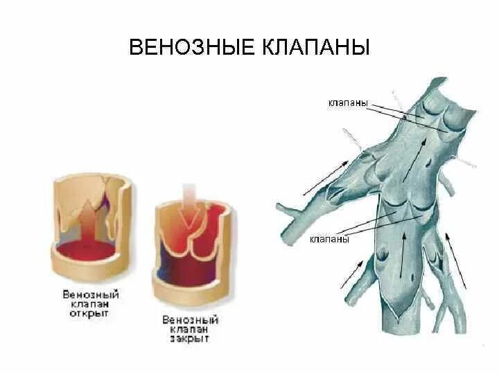 Строение венозного клапана. Строение клапанного аппарата вен. Строение клапанов вен. Вены ног клапаны