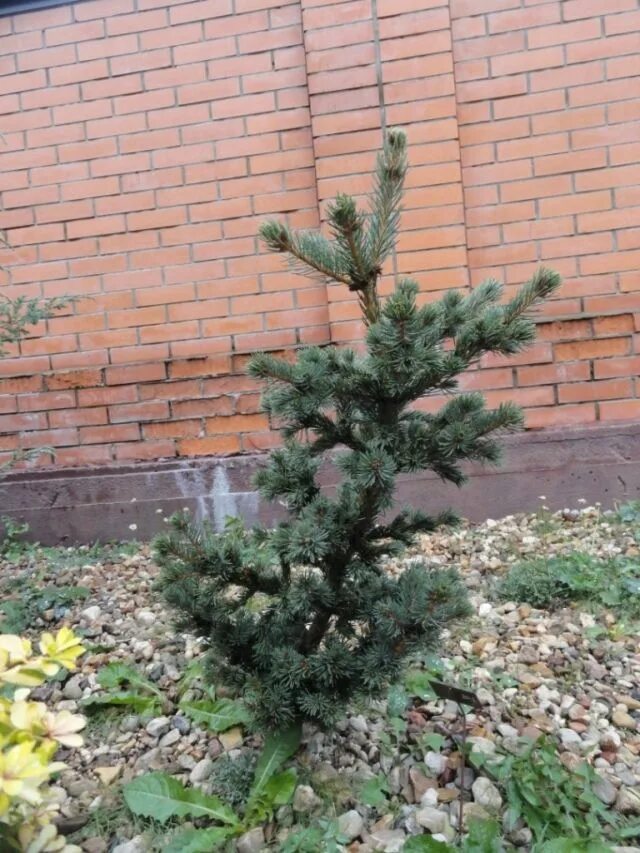 Ель лаки страйк. Picea pungens Lucky Strike. Picea лаки страйк. Ель Picea pungens Lucky Strike. Ель Pung. Lucky Strike.