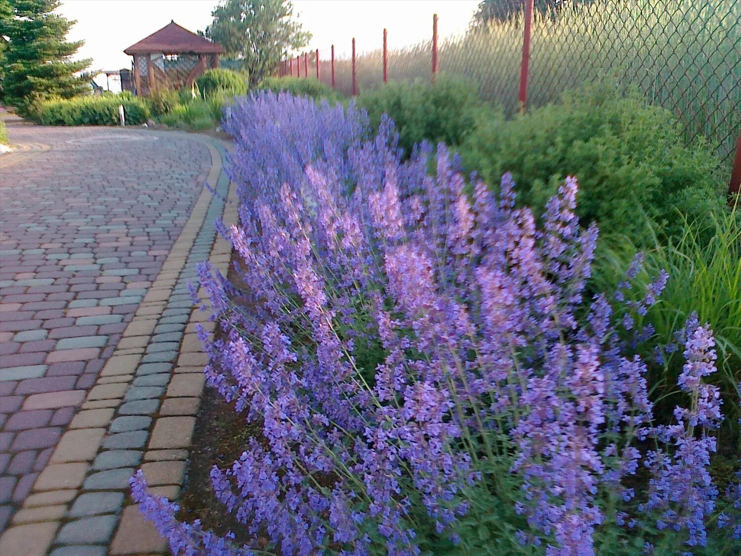 Как размножить котовник фассена. Котовник nepeta grandiflora. котовник саммер мэджик. котовник крупноцветковый nepeta grandiflora. котовник фассена уолкерс лоу.